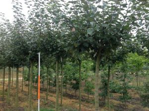 Appelbomen