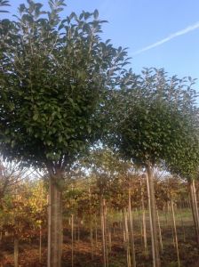 Bolprunus