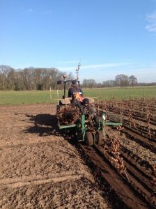 Jonge Aanplant
