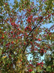 Malus Red Sentinel
