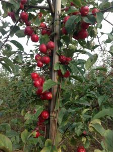 Malus Red Sentinel