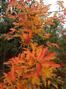 Tupeloboom (Nyssa Sylvatica)